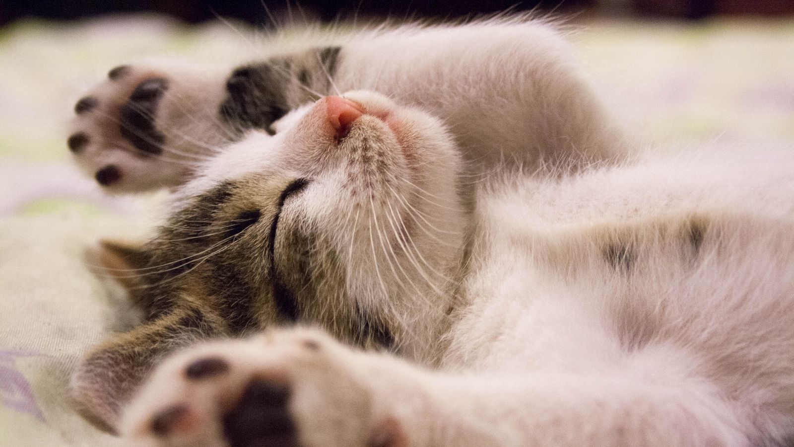 Lorem ipsum dolor sit amet consectetur adipiscing elit